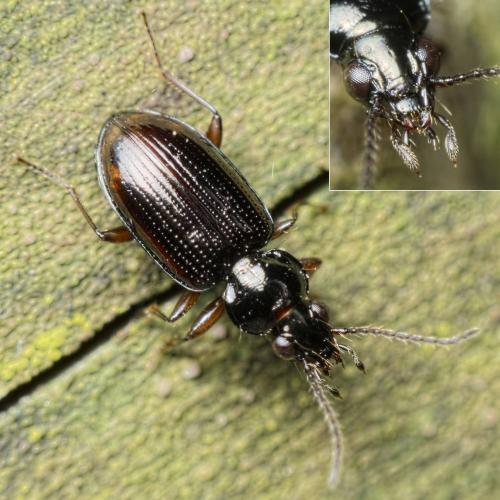 Réf. 157 635 : Bembidion lunulatum