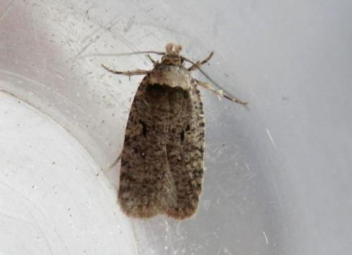 Réf. 157 301 : Agonopterix curvipunctosa