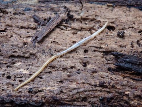 Réf. 157 369 : Stigmatogaster subterranea