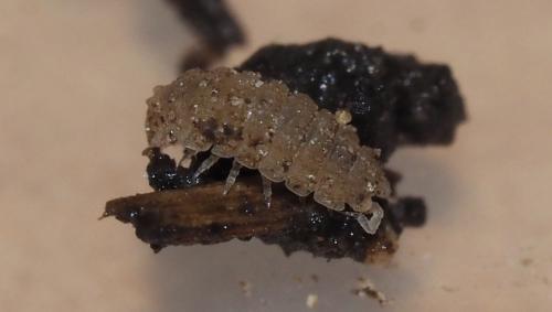 Réf. 157 724 : Haplophthalmus montivagus