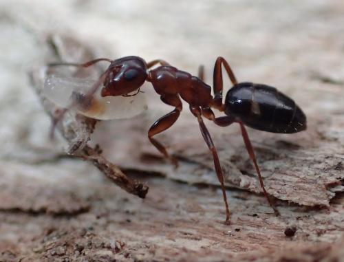 Réf. 157 415 : Colobopsis truncata