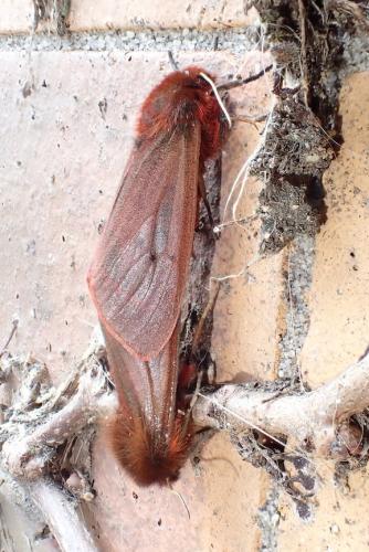 Phragmatobia fuliginosa