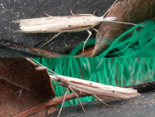 Réf. 157 801 : Ypsolopha mucronella