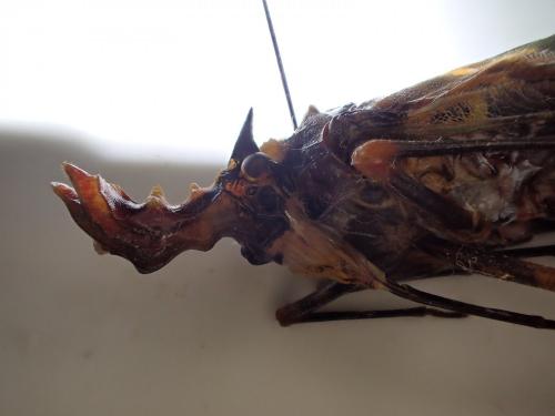 Phrictus diadema