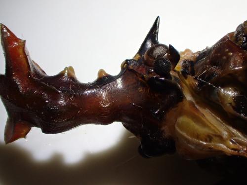 Phrictus diadema