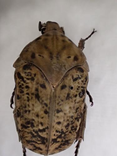 Gymnetis bajula