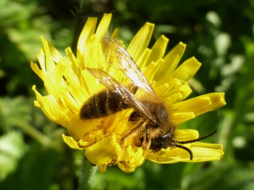 Andrena sp.