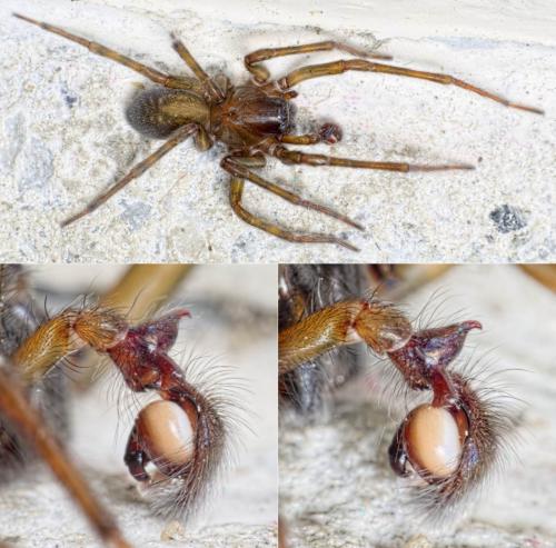 Amaurobius ferox