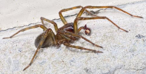 Réf. 157 824 : Amaurobius ferox