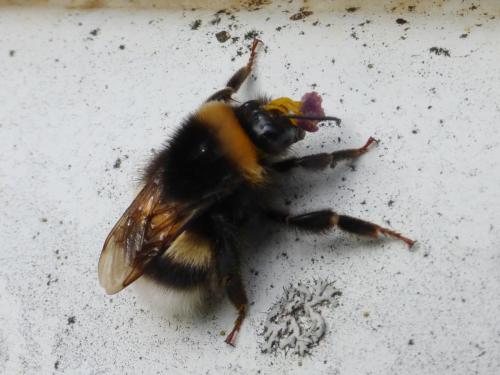 Réf. 157 533 : Bombus sp.