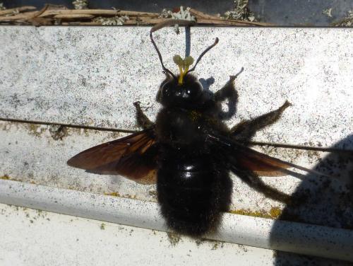 Xylocopa violacea