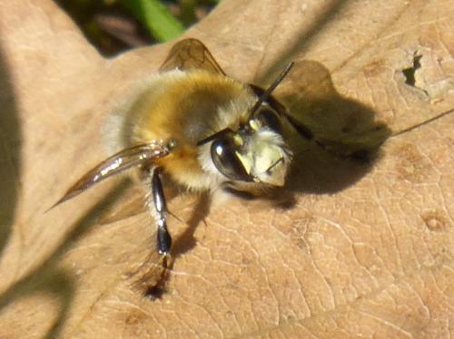 Anthophora plumipes