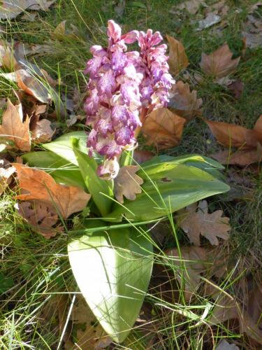 Xylocopa violacea