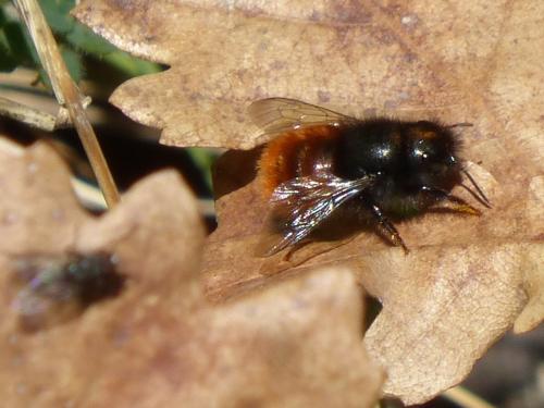 Osmia cornuta