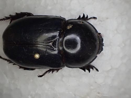 Megaceras philoctetes