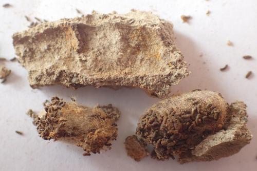 Réf. 157 717 : Osmia bicornis