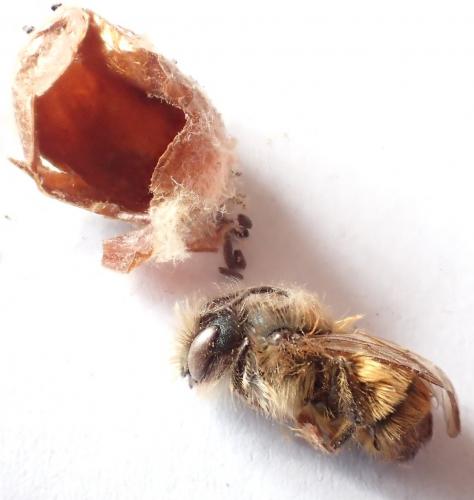 Réf. 157 716 : Osmia bicornis