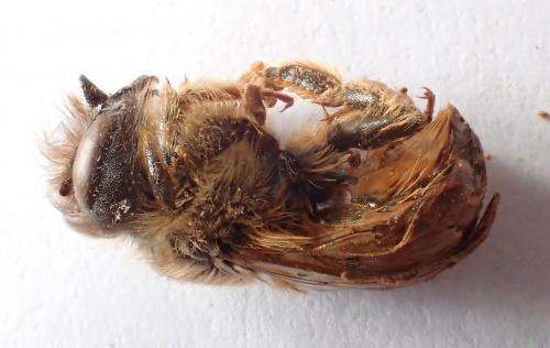 Réf. 157 718 : Osmia bicornis
