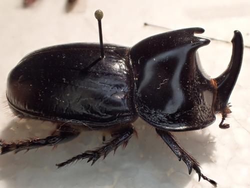 Megaceras philoctetes