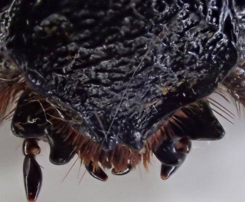 Megaceras philoctetes