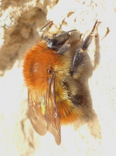 Réf. 157 847 : Bombus pascuorum intermedius