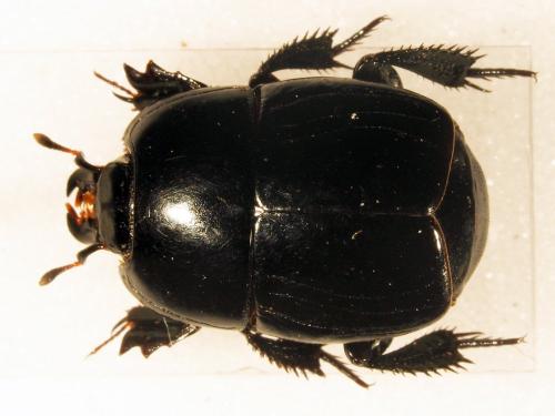 Hister quadrimaculatus