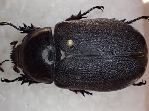 Heterogomphus coriaceus