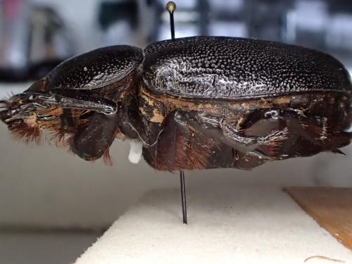 Heterogomphus coriaceus