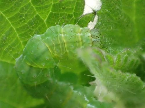 Réf. 157 507 : Hypena proboscidalis