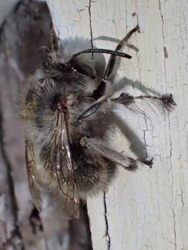 Anthophora plumipes