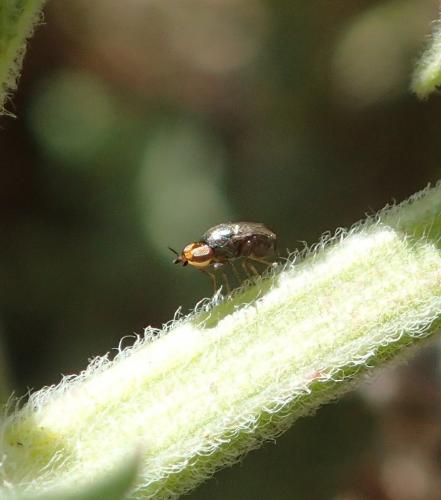 Réf. 157 764 : Camarota curvipennis