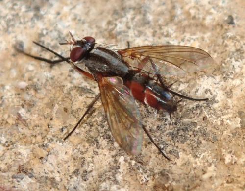 Réf. 157 757 : Mintho rufiventris
