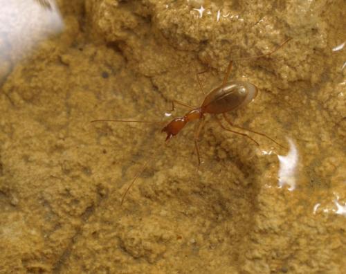 Aphaenops leschenaulti