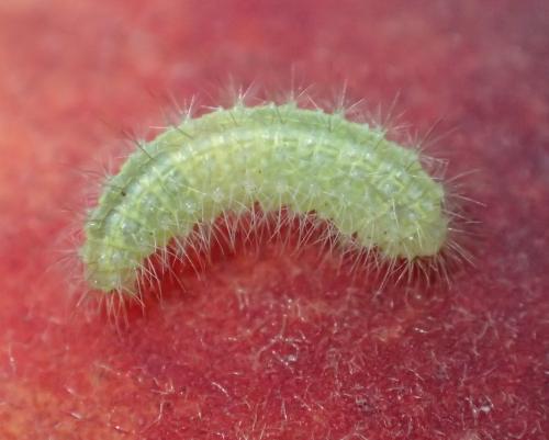 Emmelina monodactyla