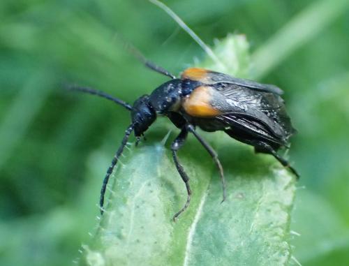 Réf. 157 962 : Sitaris muralis