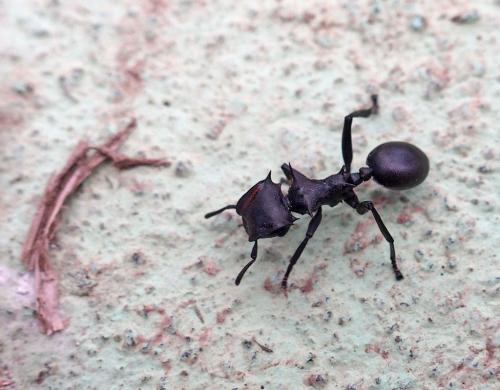 Cephalotes atratus