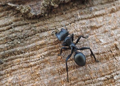Cephalotes atratus