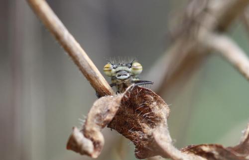 Pyrrhosoma nymphula