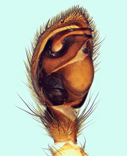 Haplodrassus rufipes