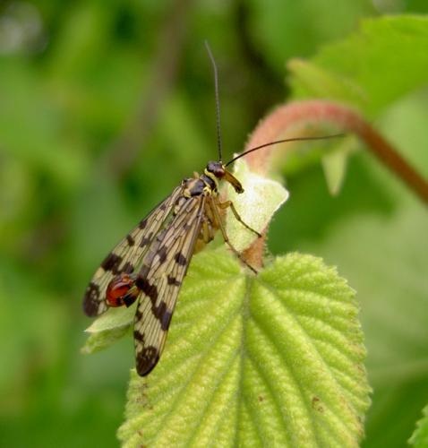 Panorpa vulgaris