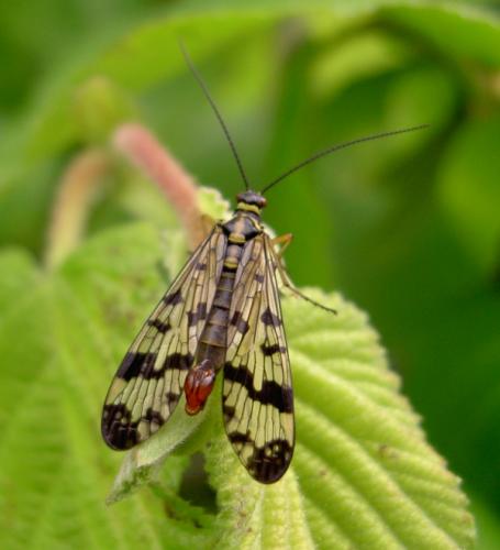 Panorpa vulgaris