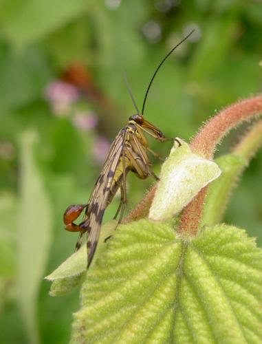 Panorpa vulgaris