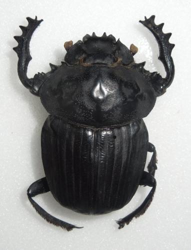 Pachylomera femoralis