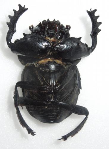 Pachylomera femoralis