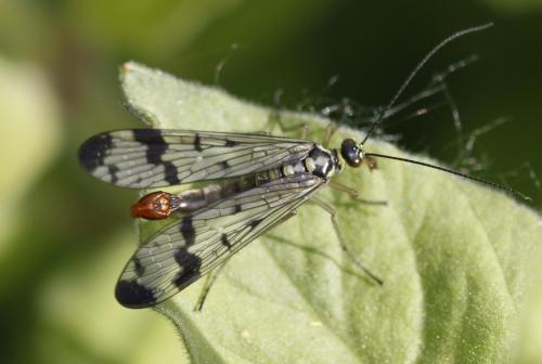 Panorpa communis