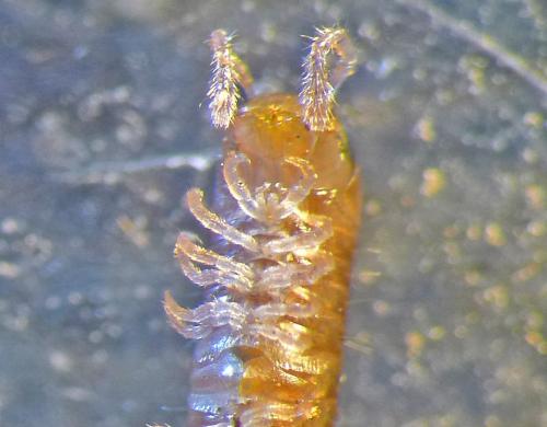 Réf. 157 878 : Leptoiulus kervillei