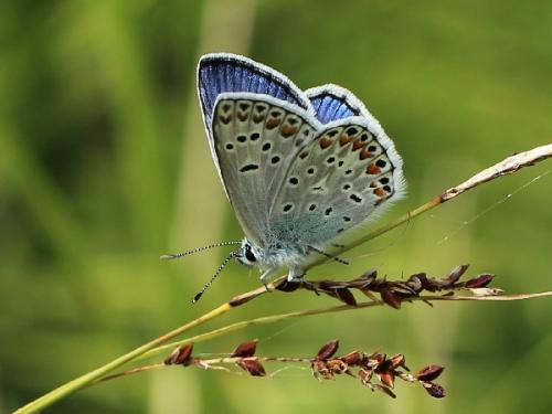 Polyommatus escheri