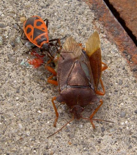 Pentatoma rufipes