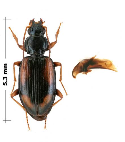 Bembidion bualei bualei