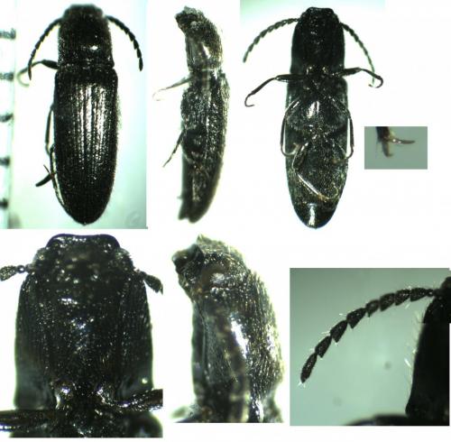 Réf. 157 073 : Limonius sp.